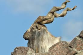 Climbers on Deosei Plateau  Tour
